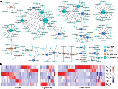 Genome-Wide Identification of Long Non-Coding RNAs and Their Potential Functions in Poplar Growth and Phenylalanine Biosynthesis